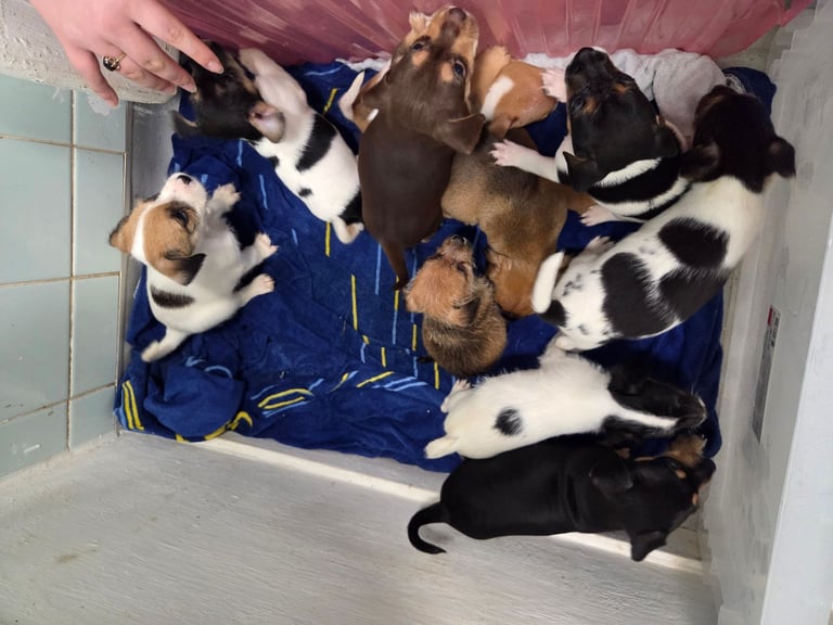 Jack russell pups 