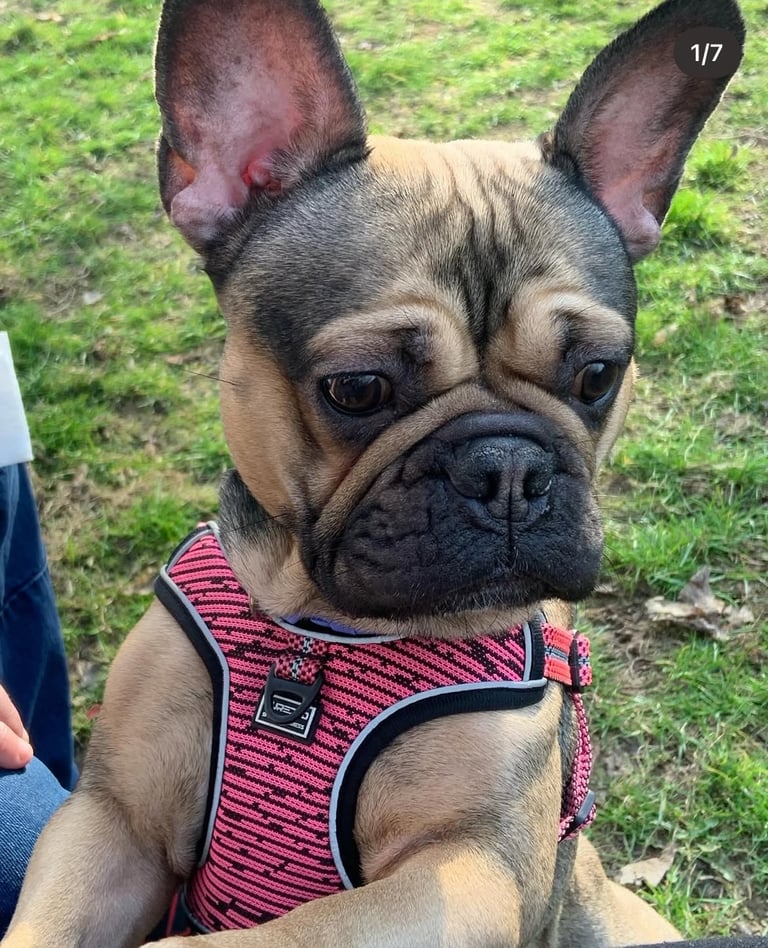 image for Female French bulldog (Ocean)
