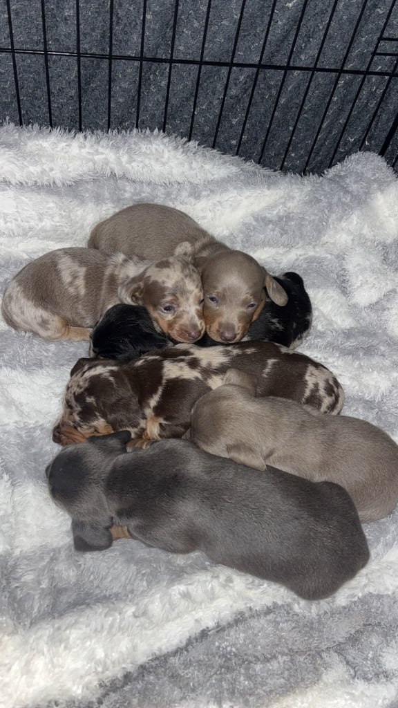 Dachshund puppies  