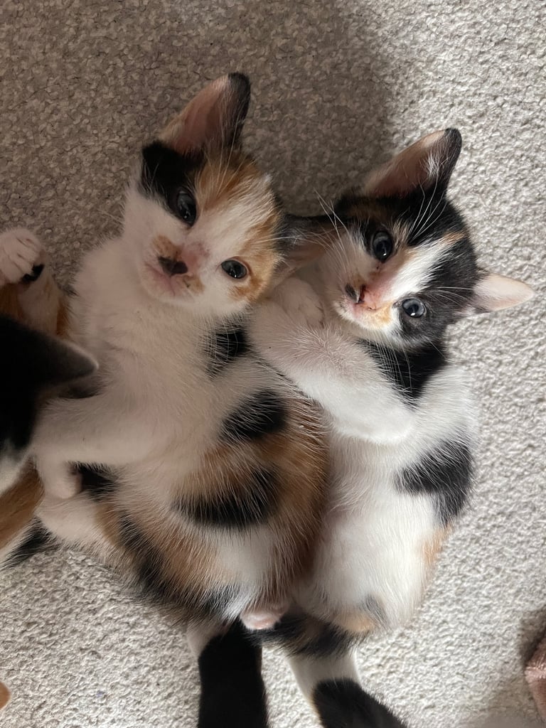 Adorable Kittens Looking for a Loving Home + Beautiful Adult Cat for Sale