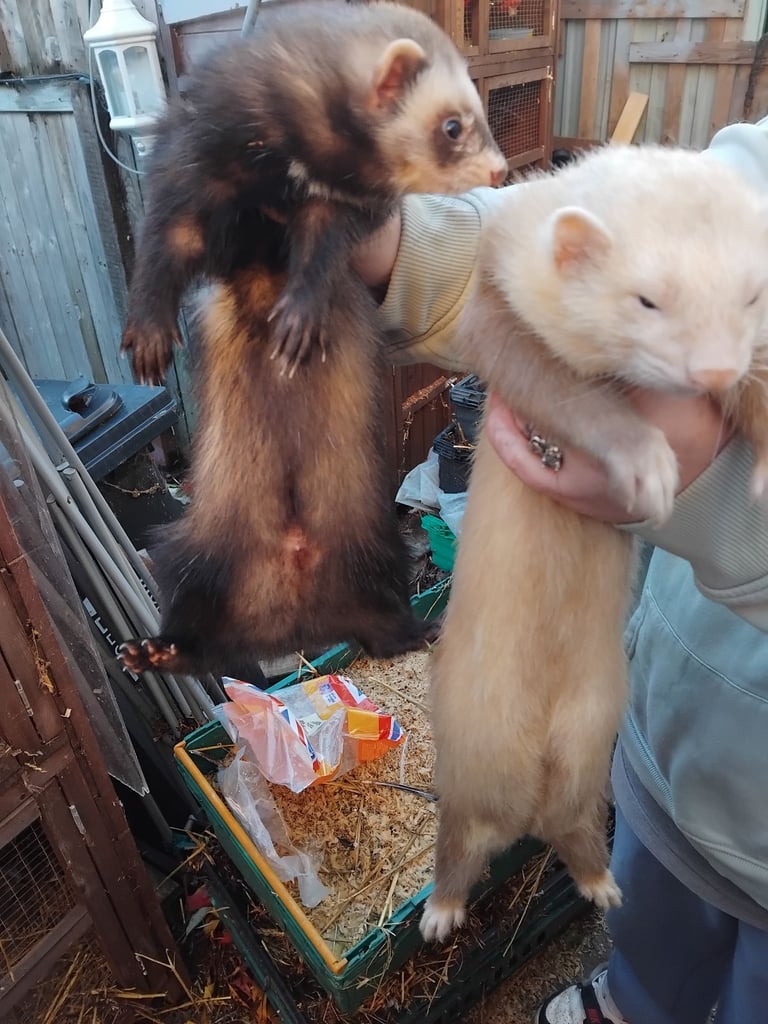 Ferrets 