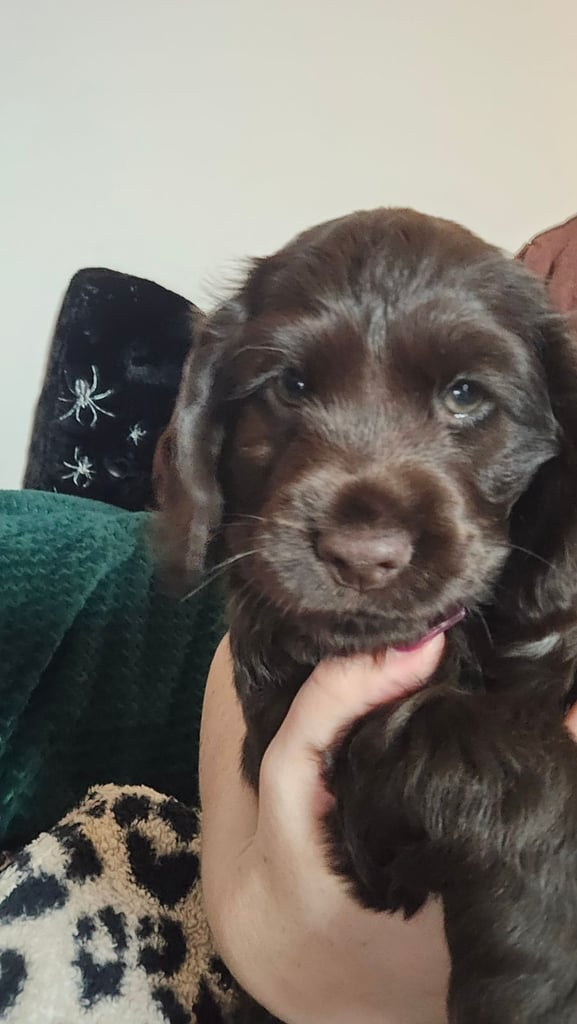 Puppy available now. Chocolate show  type cocker spaniel female. AMAZING PUP