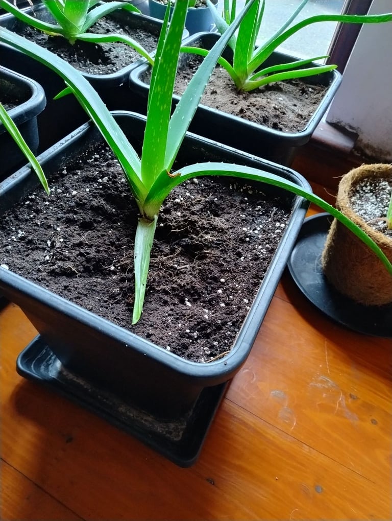 image for Variety of Aloe Vera Plants