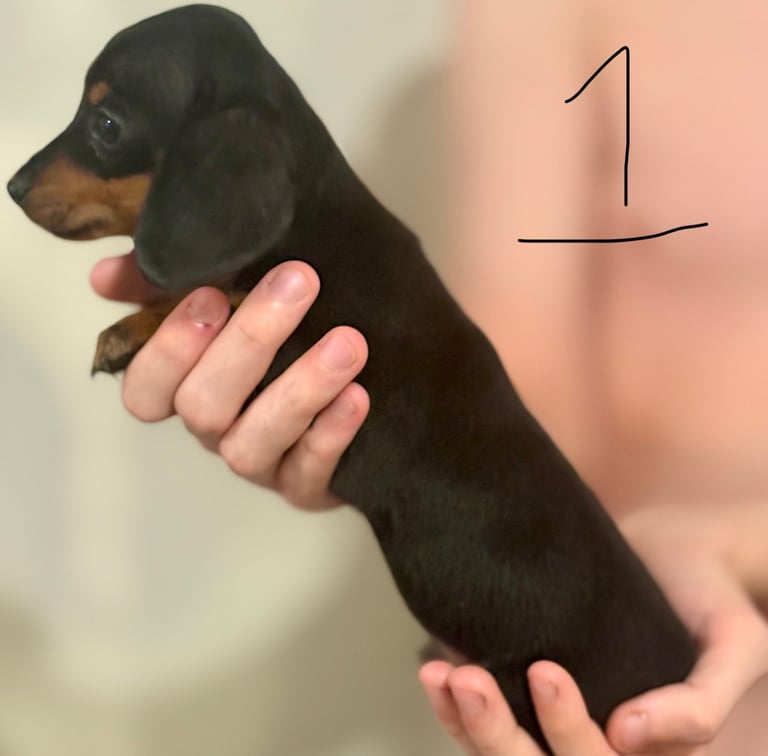 Miniature dauchund pupsREADY NOW