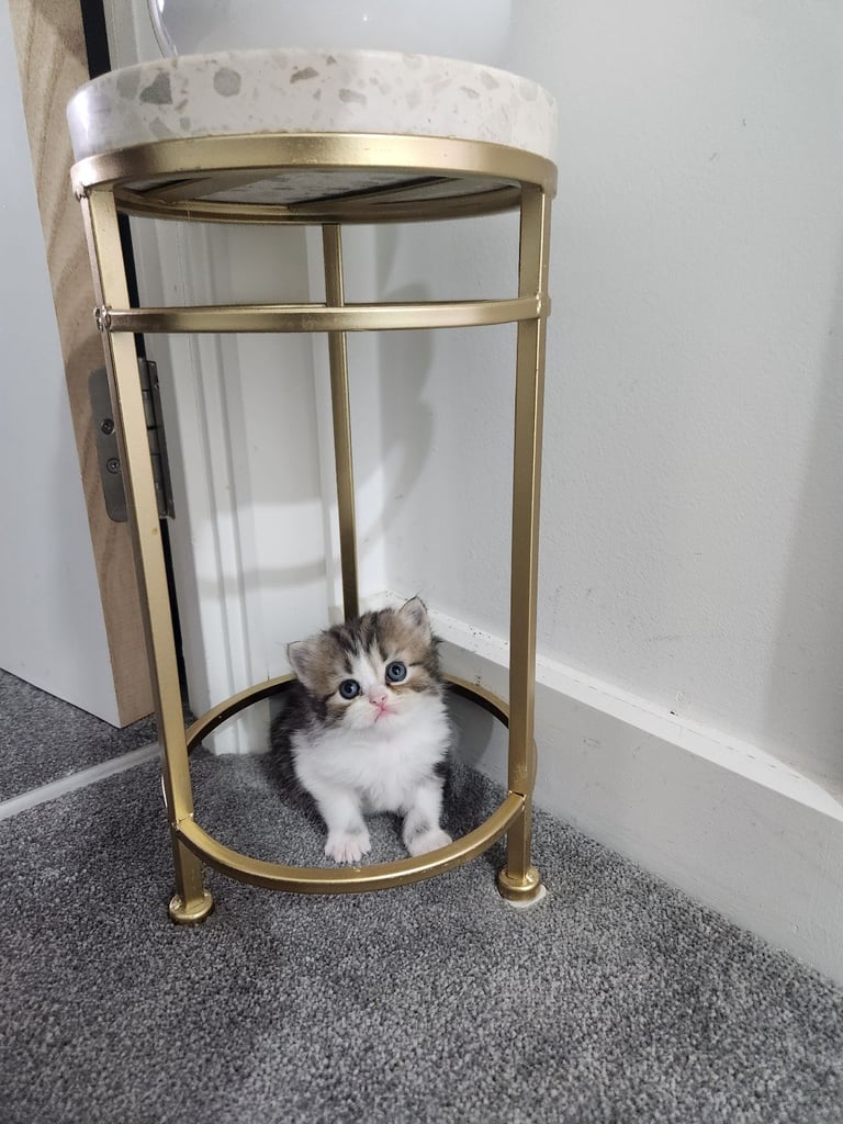 Pure persian doll face chinchilla kitten 