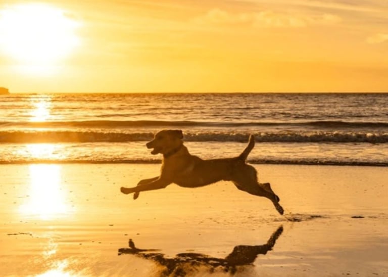 image for Dog sitter jobs
