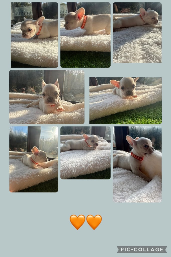 6 beautiful kc reg French bull dogs 💙
