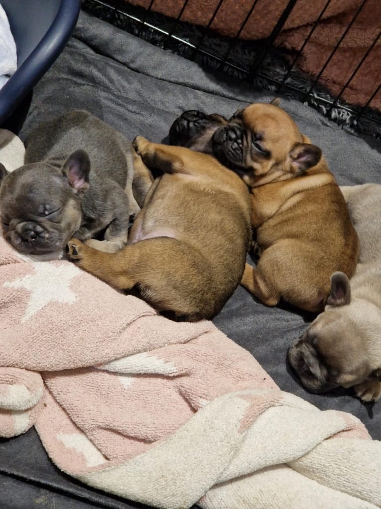 Full pedigree French bulldog puppies