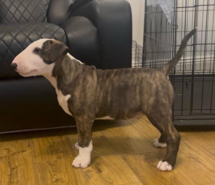 🏴󠁧󠁢󠁥󠁮󠁧󠁿 English Bull Terrier Puppies 🏴󠁧󠁢󠁥󠁮󠁧󠁿 