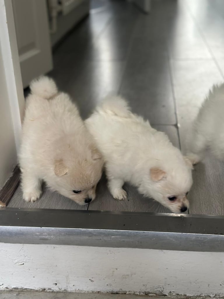 Pomeranian puppys 
