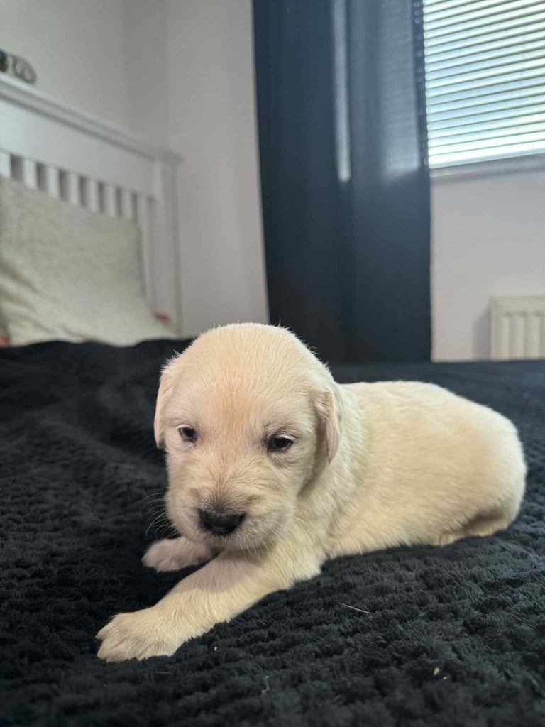 3 Golden Retriver Puppy’s 