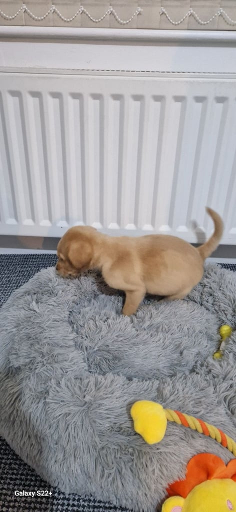 Lab puppy golden