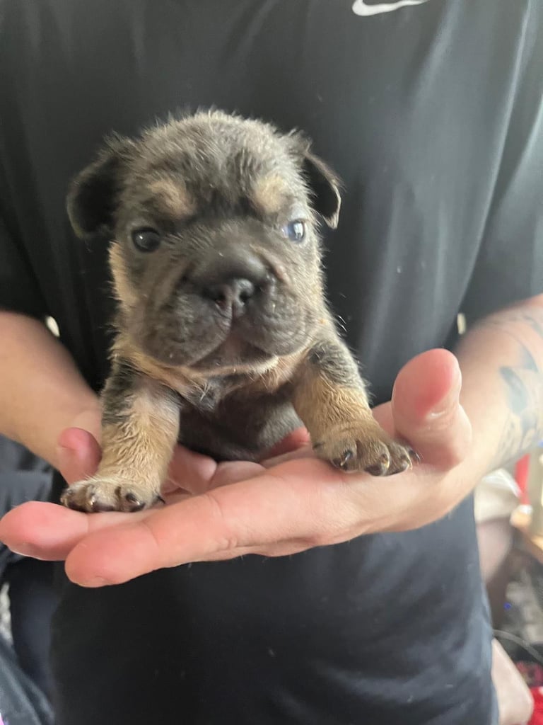 5 ⭐️ French bulldogs carrying fluffy 😍
