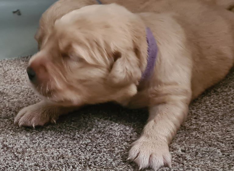 Golden retriever puppies
