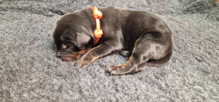 Top Line Doberman Puppies