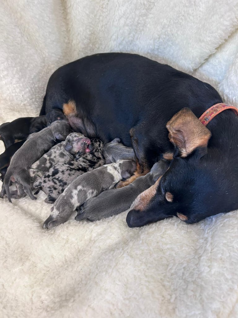 kc registered miniature Dachshund world famous Charlie Chaplin lines 