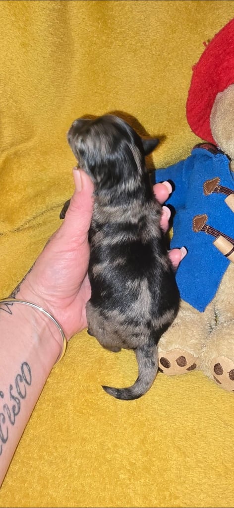 1 time miniature pomapoos 