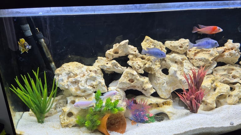  Cichlid fish