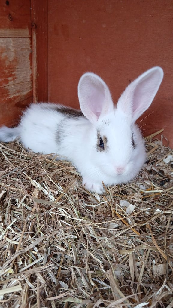 image for Babys  8 weeks