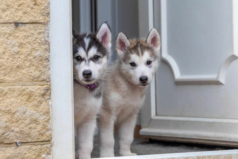 3 Beautiful Husky X Malamute Puppies for sale 