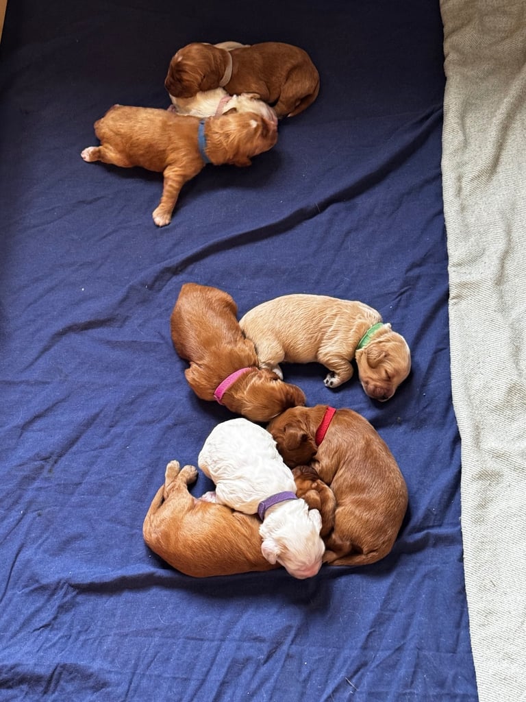Adorable F1 Cockapoo Puppies Ready Soon! 🐶