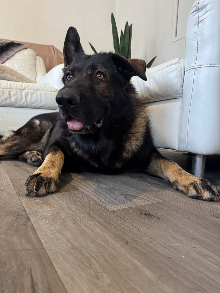 Male German Shepherd - 3.5 Years Old