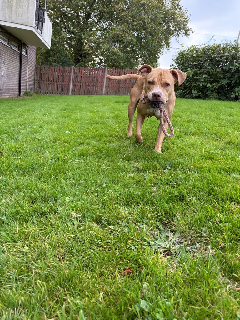 Female staff cross breed 