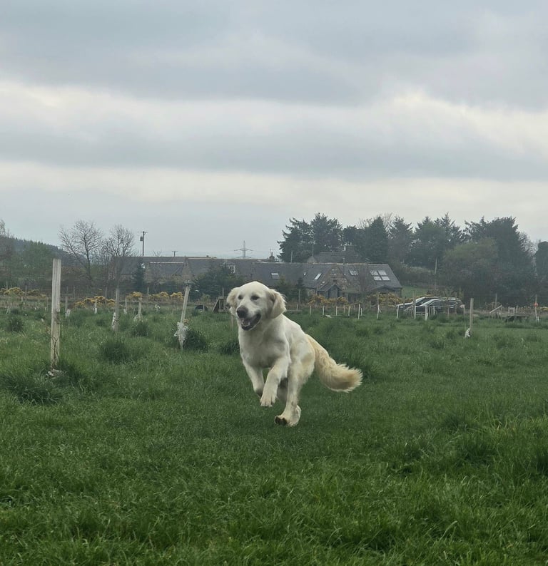 Bonnie - Beautiful Cream Retriever