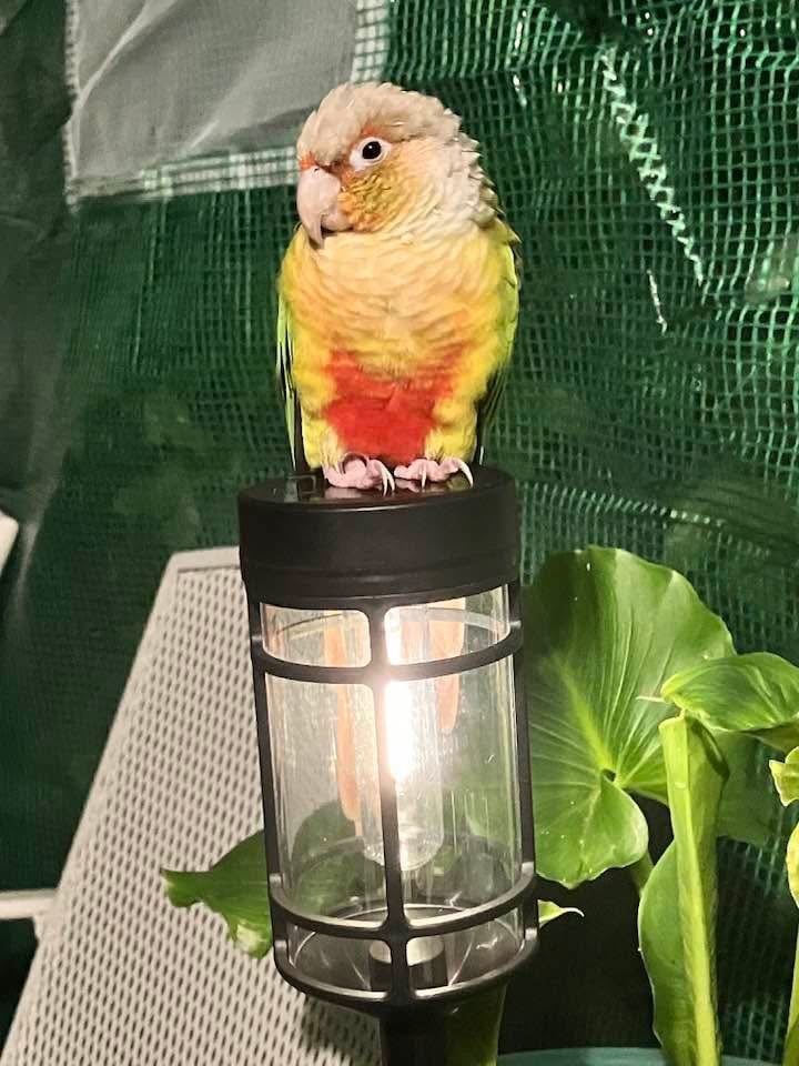 Missing  Pineapple Conure SOUTHAMPTON  £100 REWARD