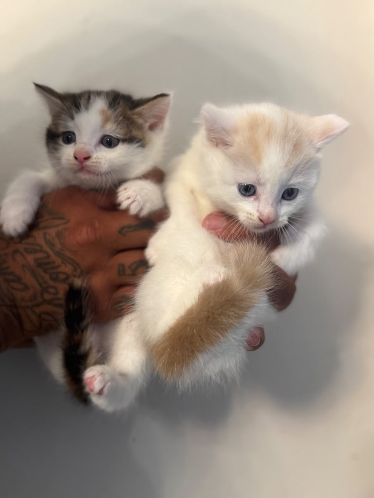 Rag doll cross kittens for sale 