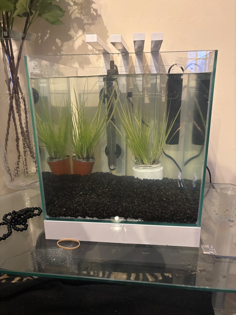 Betta fish with complete equarium 