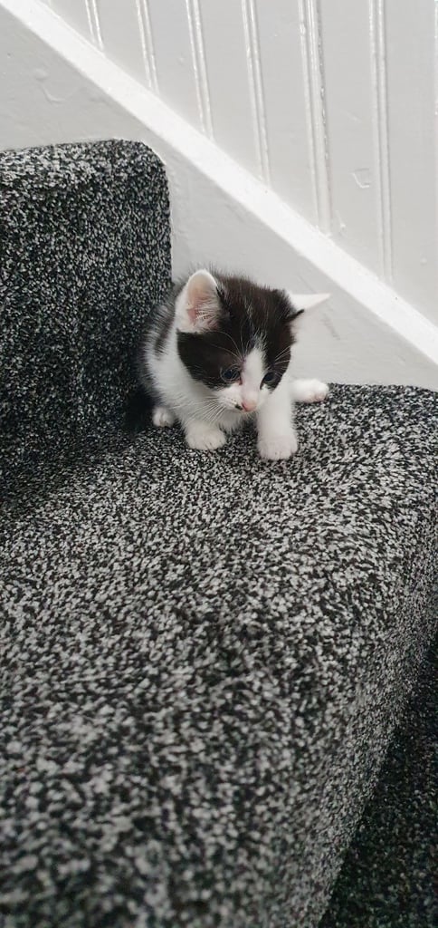 Kittens for Sale £60