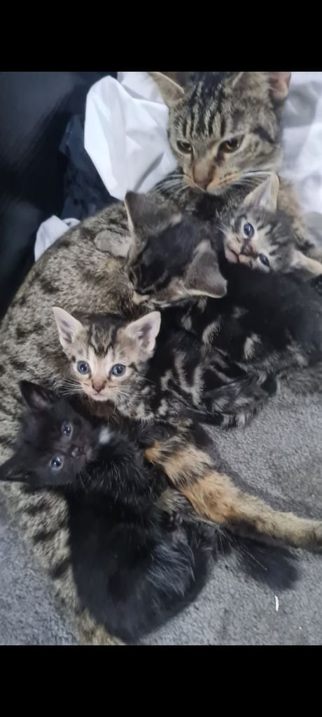 image for Kittens 
