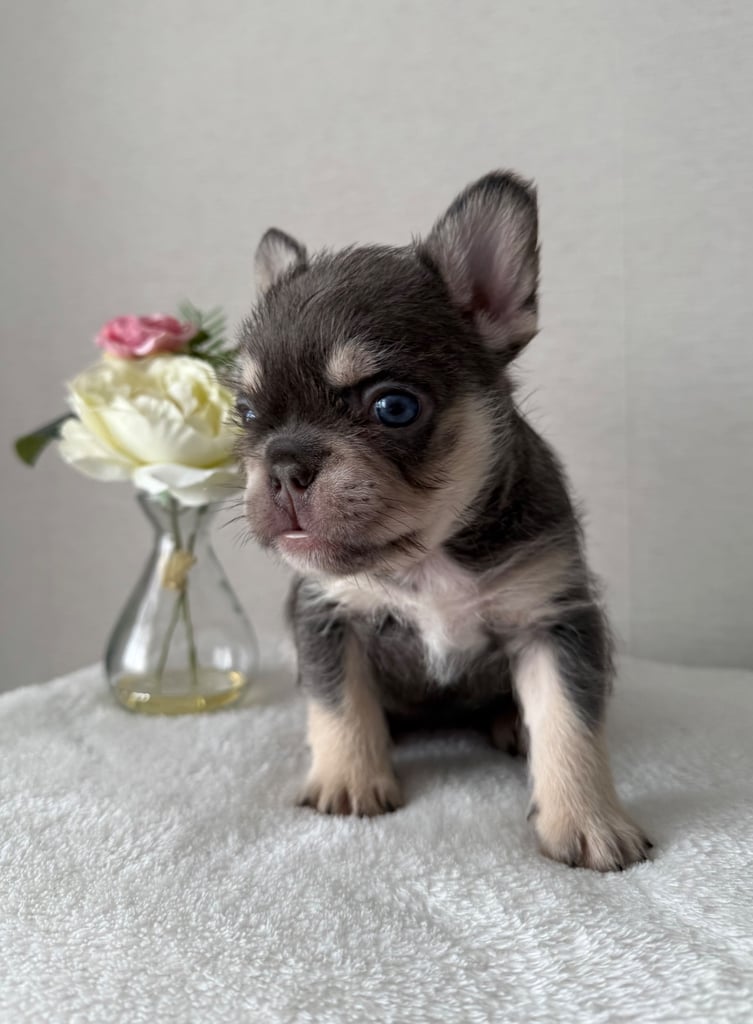 French bull dog puppies 