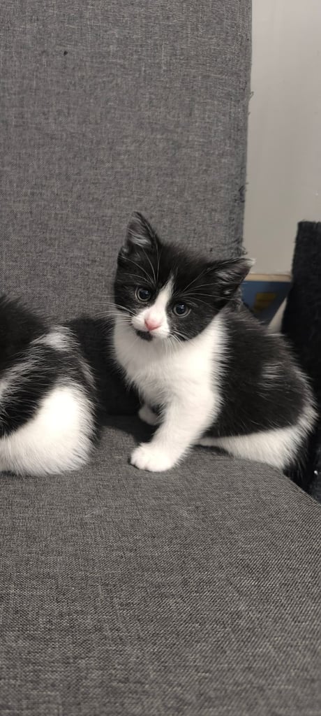 image for Cute kittens. 