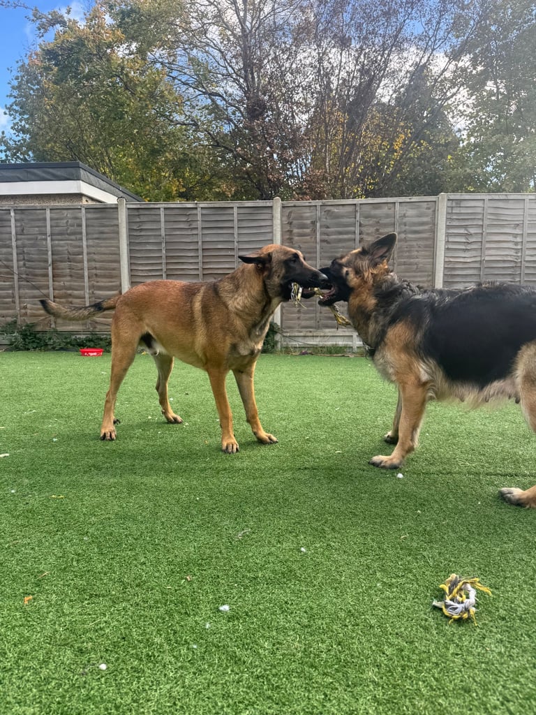 8 beautiful Malisheps