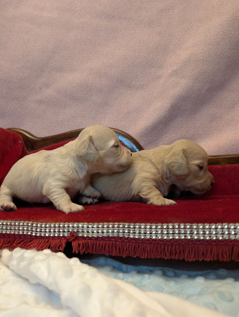  Hi, I’m a long-haired Mini pup! 💕 Rare creams & black & tans — will you be my new mummy or daddy?