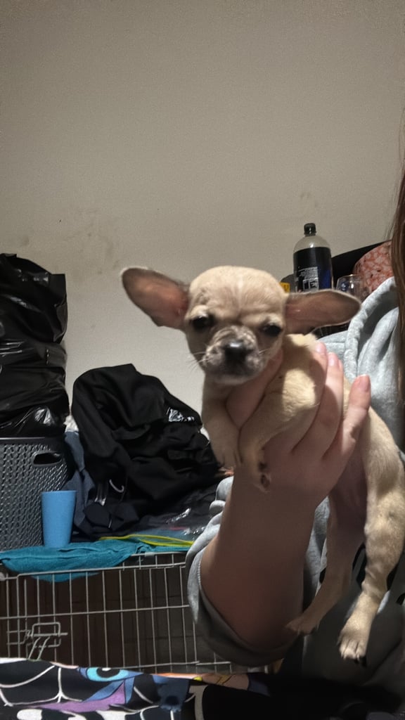 image for Girl and boy chihuahua forsale