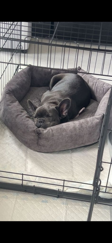 French bulldog - male
