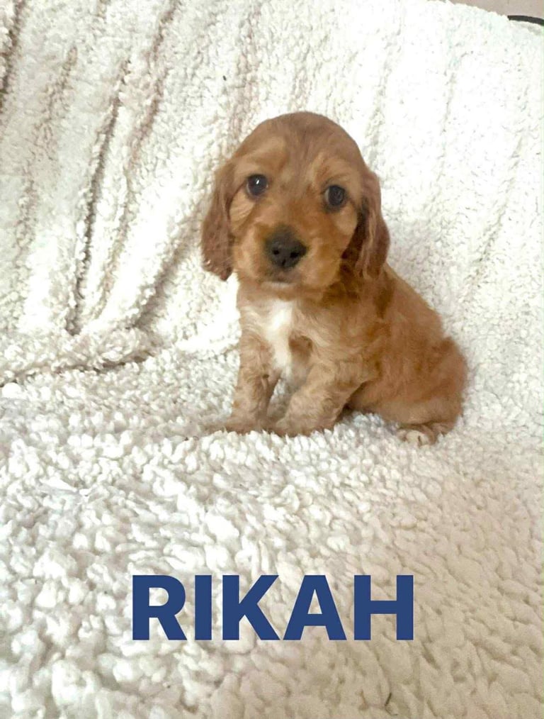 Show cocker Spaniels ready 4th November 