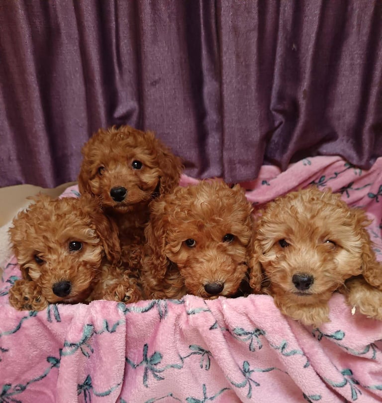 image for Cavapoo puppy's 