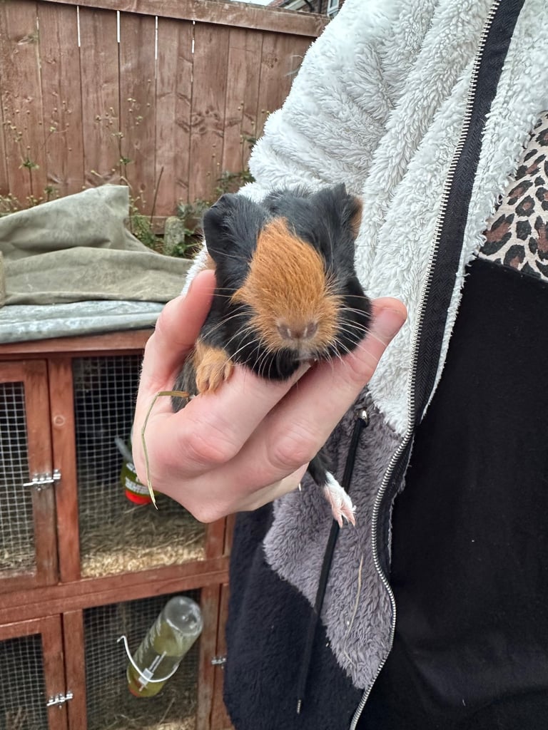 Male guinea pig babies 