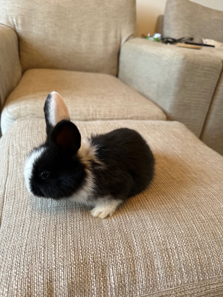 Mini lops,Halosowen