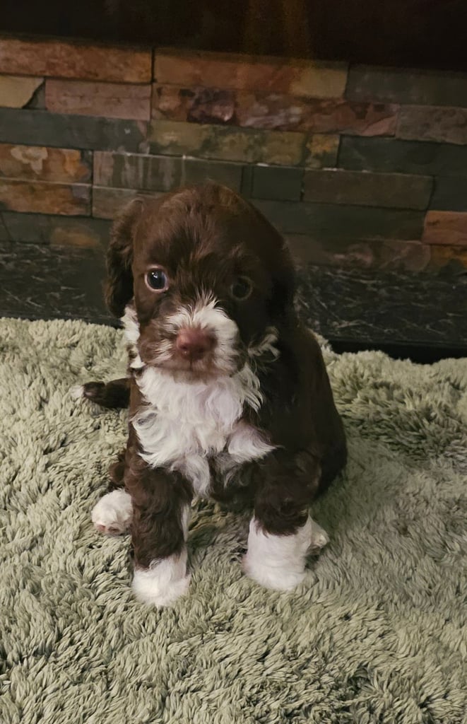 Miniature Cockerpoo Puppys