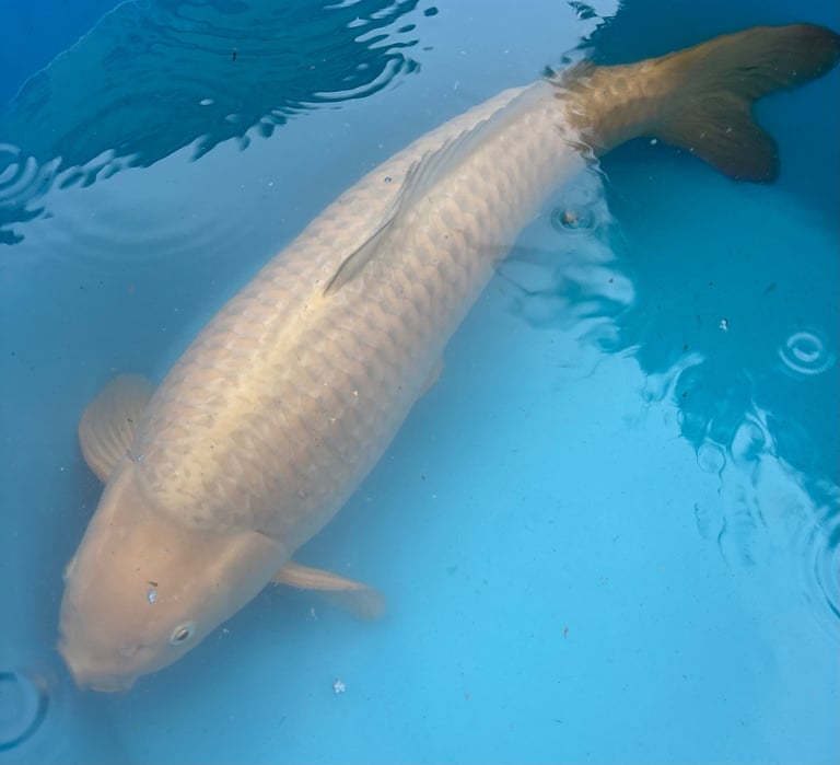 koi carp / fish 