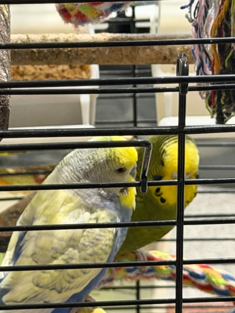 Two Lovely Budgies + Full Setup (Cage, Accessories, Food Containers, etc.)
