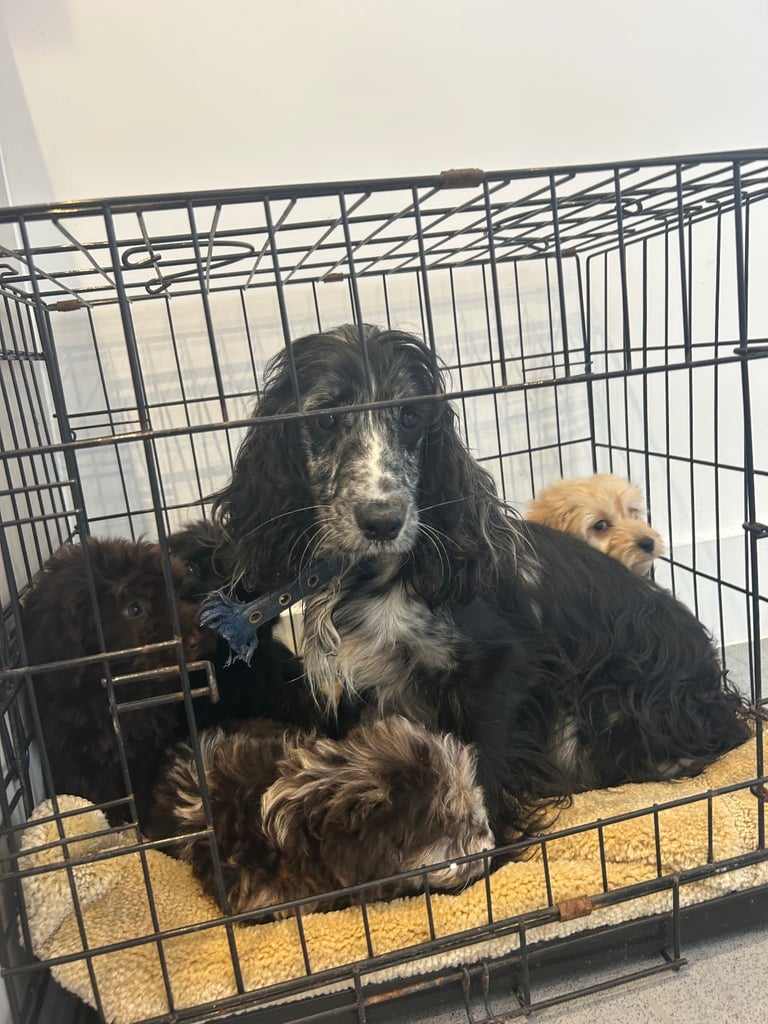 5 boy cockapoo puppies for sale