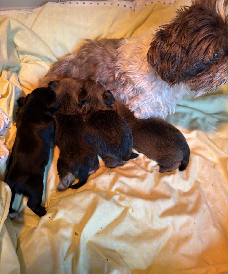 Yourkie/shih tzu  