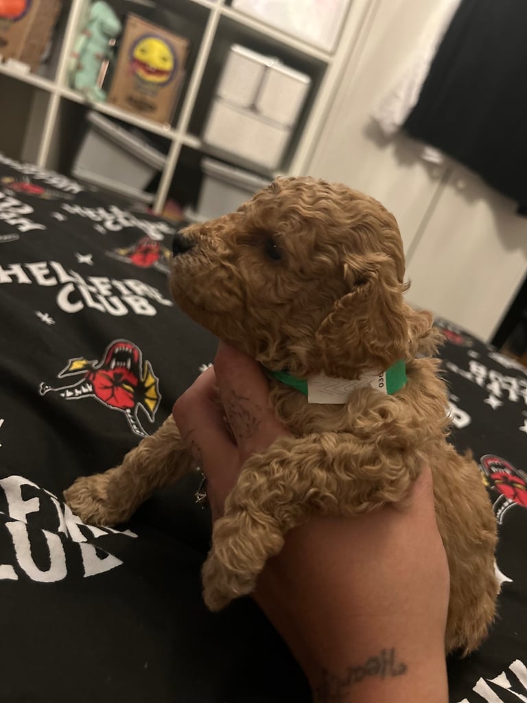 Miniature Cockapoo