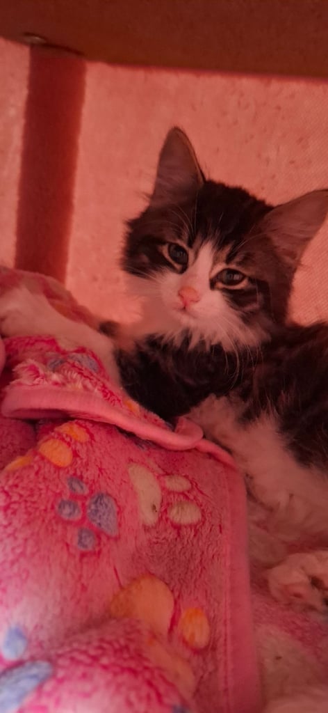 9 week old kitten needs a loving home